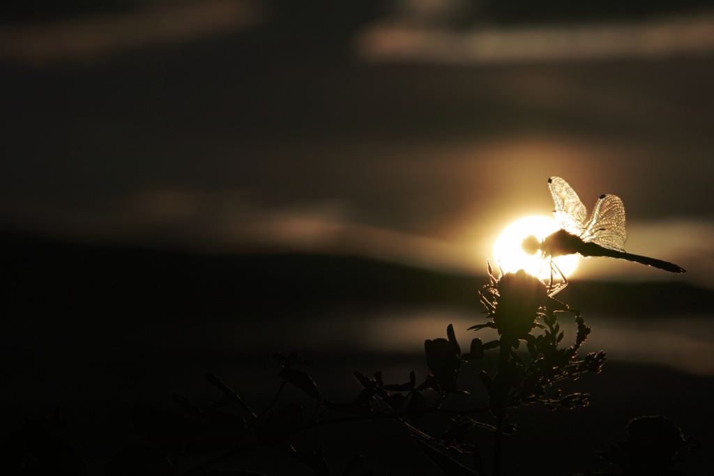in the light