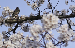 鳥桜