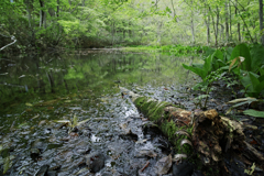 木が見た風景