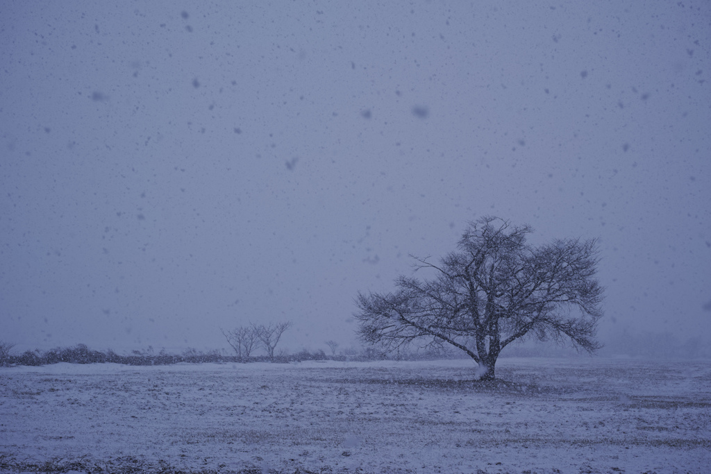 吹雪桜