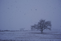 吹雪桜