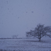 吹雪桜