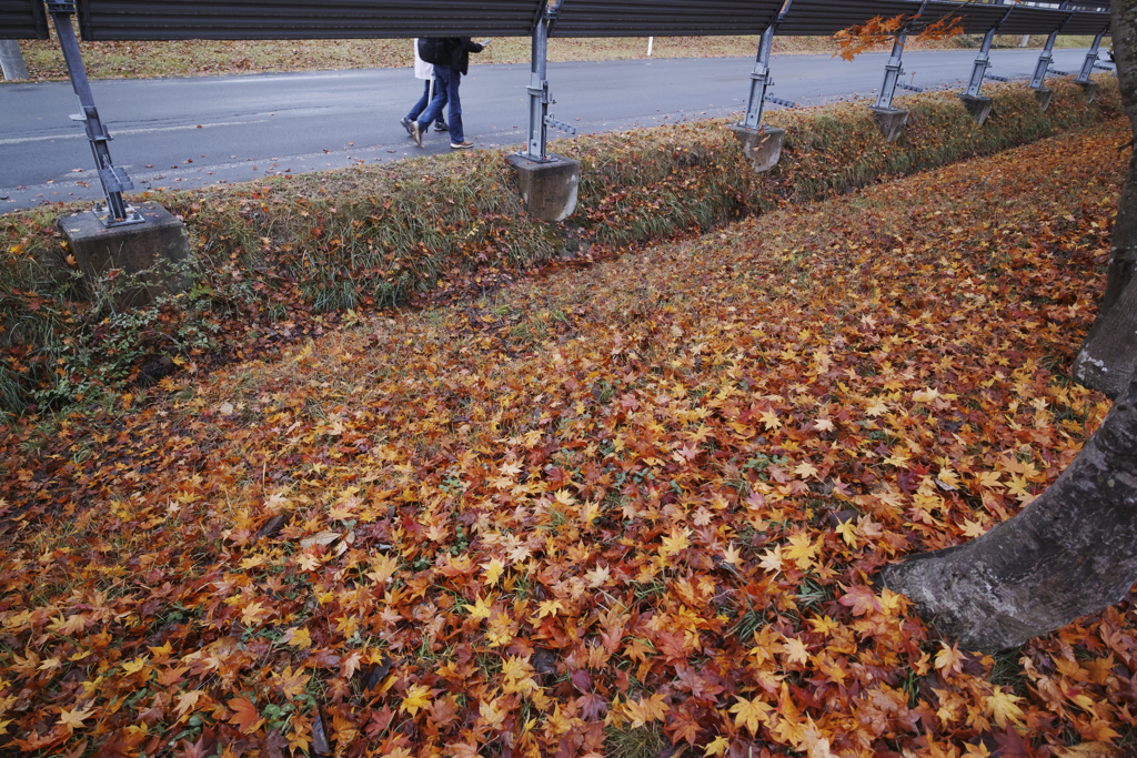 Walking in autumn