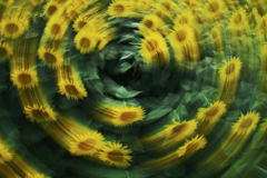 spiral