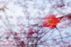 朧