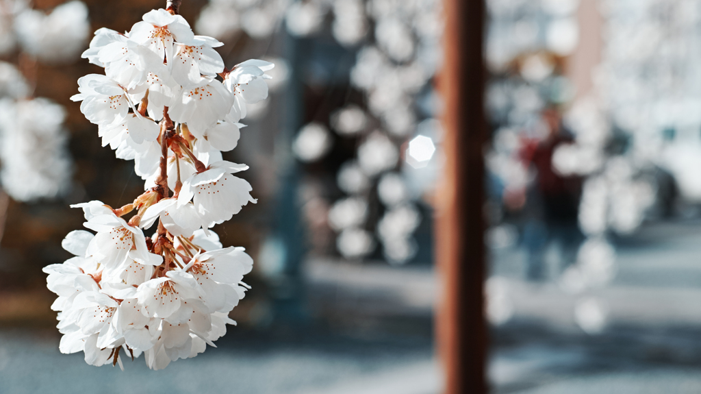 雫桜