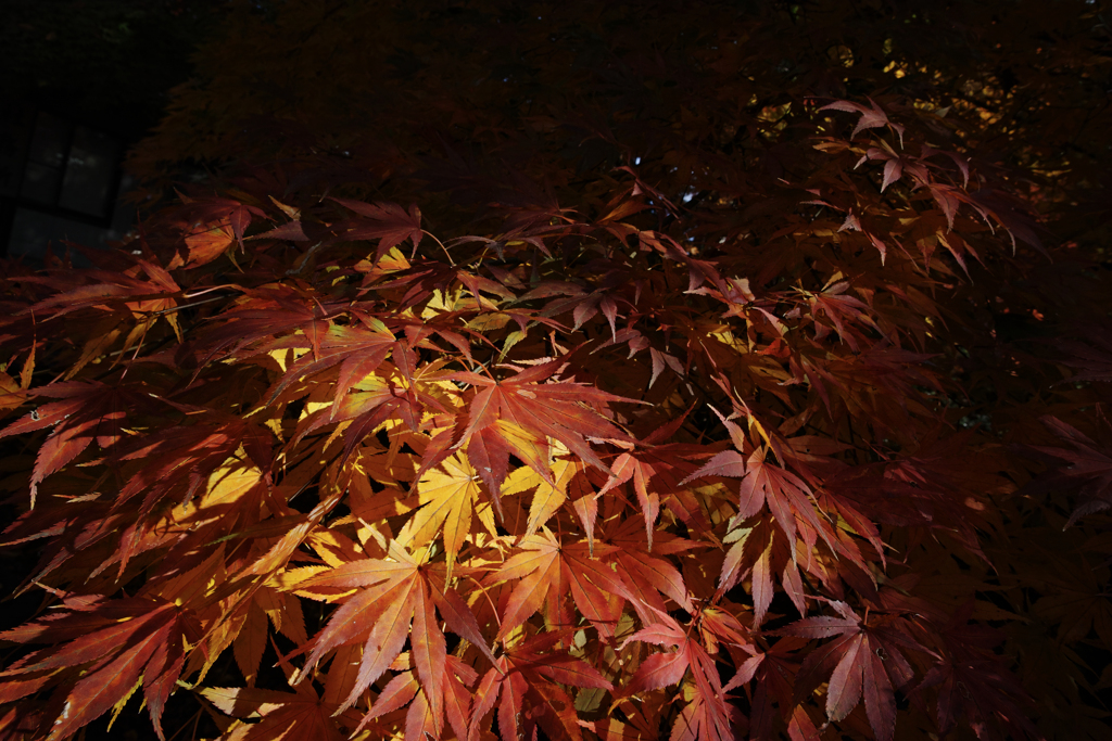 Autumn line