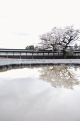 平安桜
