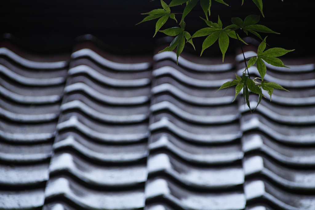 緑波