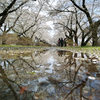Reflection