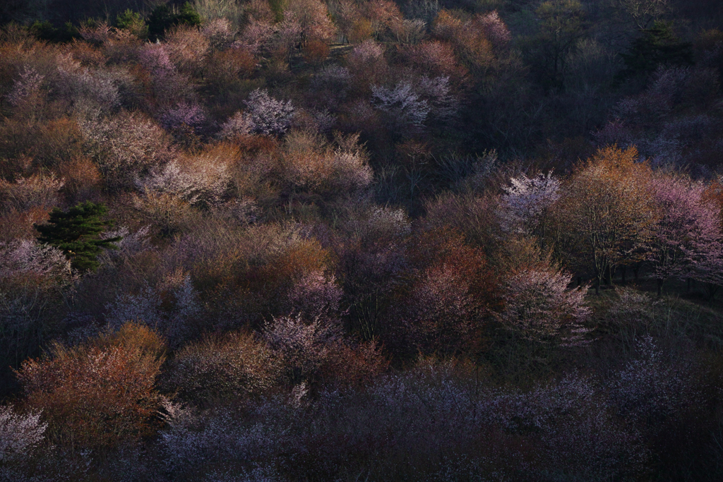 Wild cherry tree