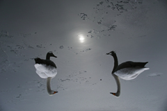 Under the moon