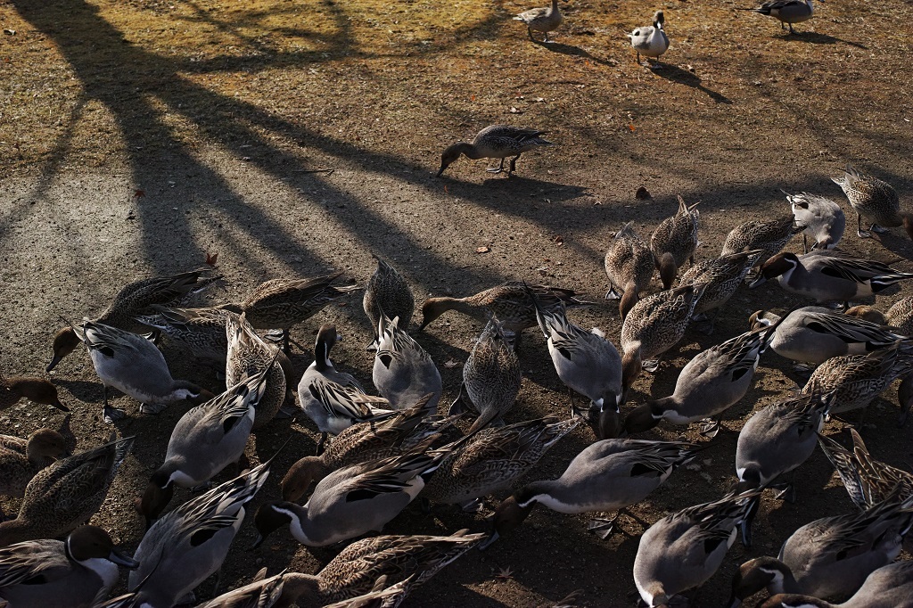 birds