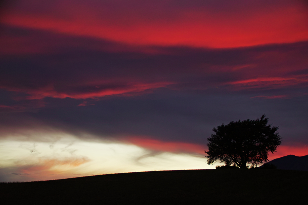 Red tree