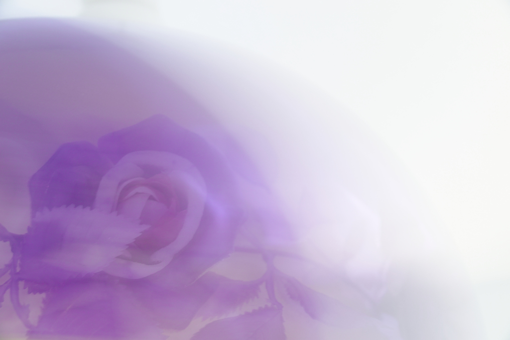 Milky rose