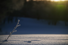 Winter candle