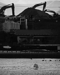cranes