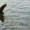 Water pattern