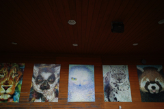 Animals