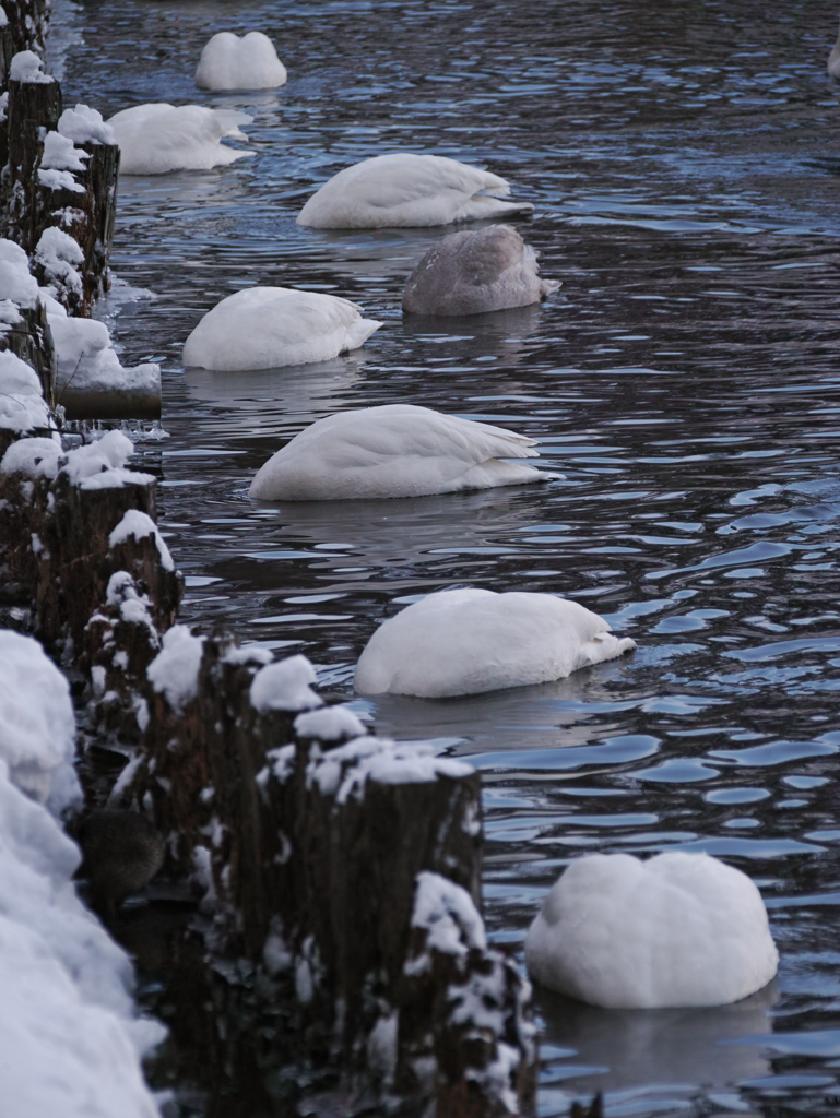 Assortment of swans