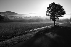 Monotone