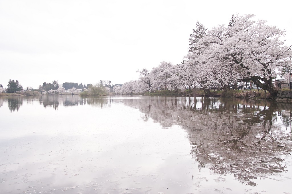 白光桜