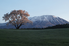 in Koiwai