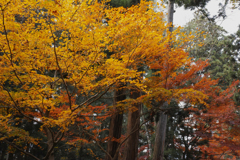 葉灯り