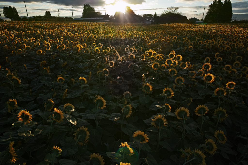 Mid-summer