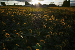 Mid-summer