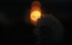 sun