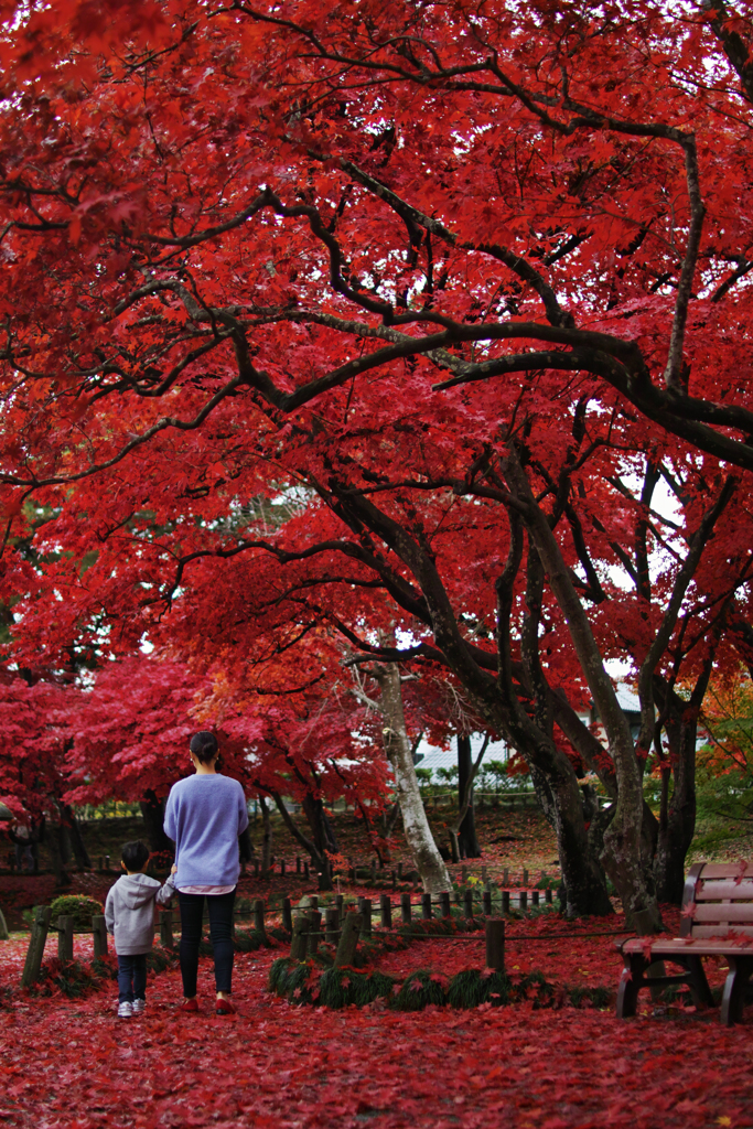 Let's go see the leaves