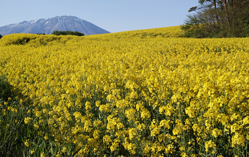 Foveon yellow