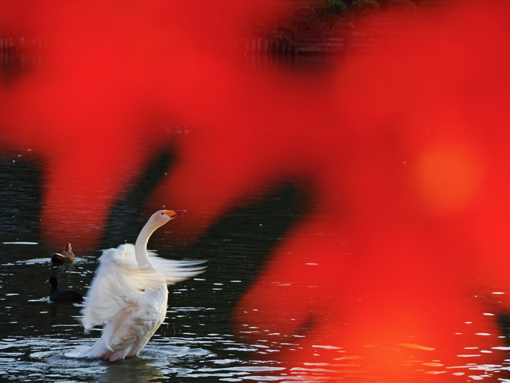 Red dance