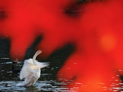 Red dance