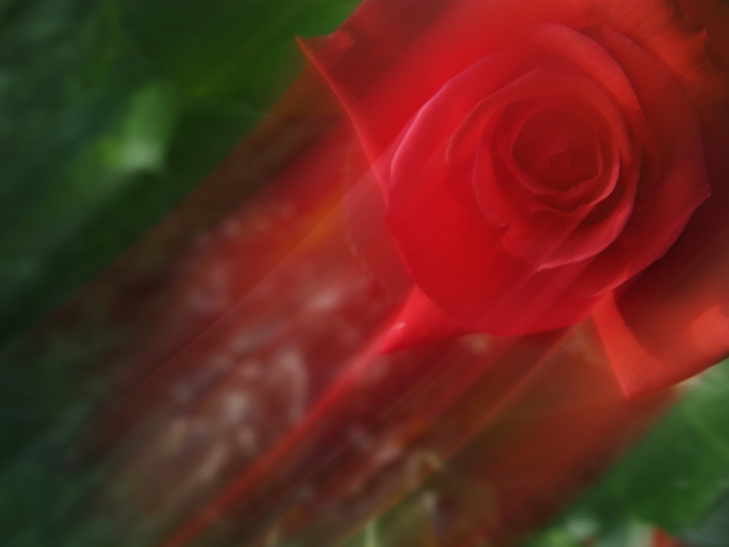 rose