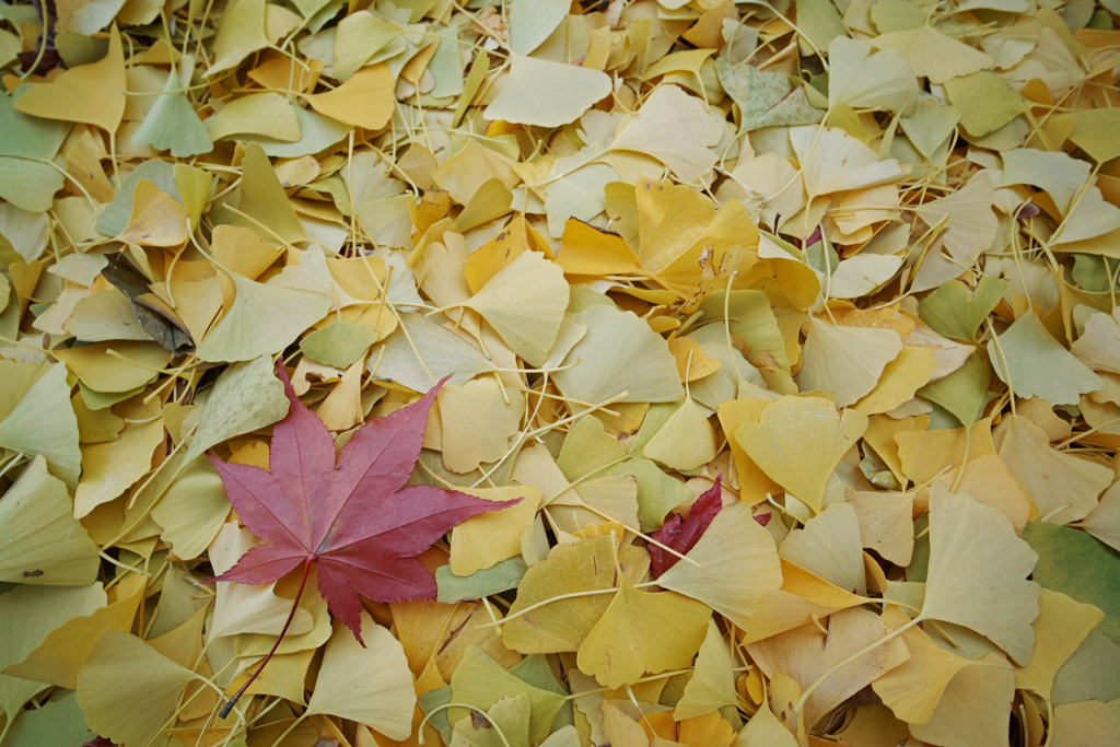 Yellow carpet