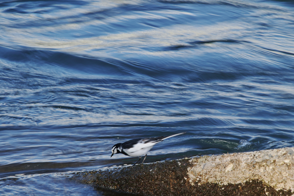 流し鳥