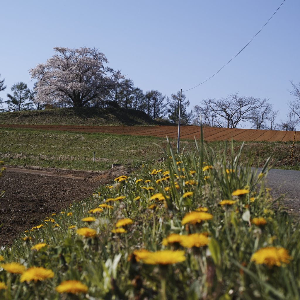 為内の一本桜