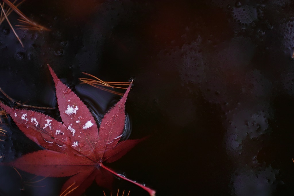 autumn