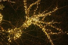 電木