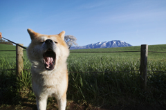 Iwate dog