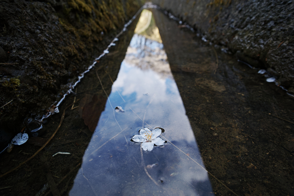 三角桜