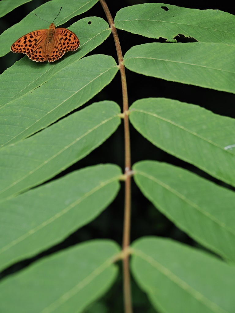 5F