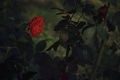 Foveon rose