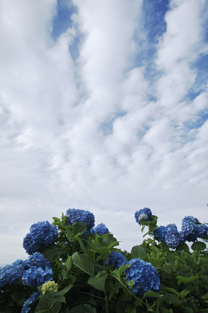 skyblue