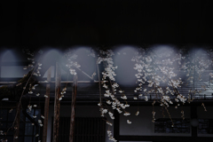 桜釦