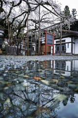 雨枝垂れ