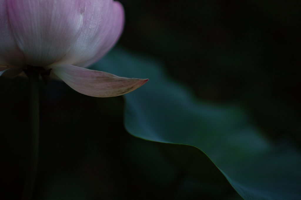明鏡止水