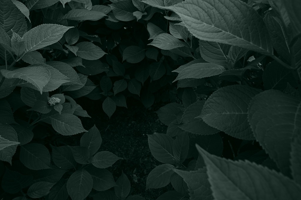 hydrangea leaves